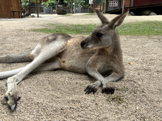 Utiliser Coolify pour déployer des applications avec wildcard SSL sur des sous-domaines dynamiques 